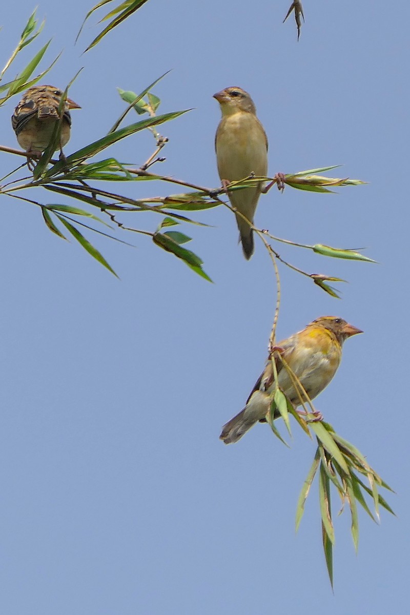 Baya Dokumacısı - ML647740489