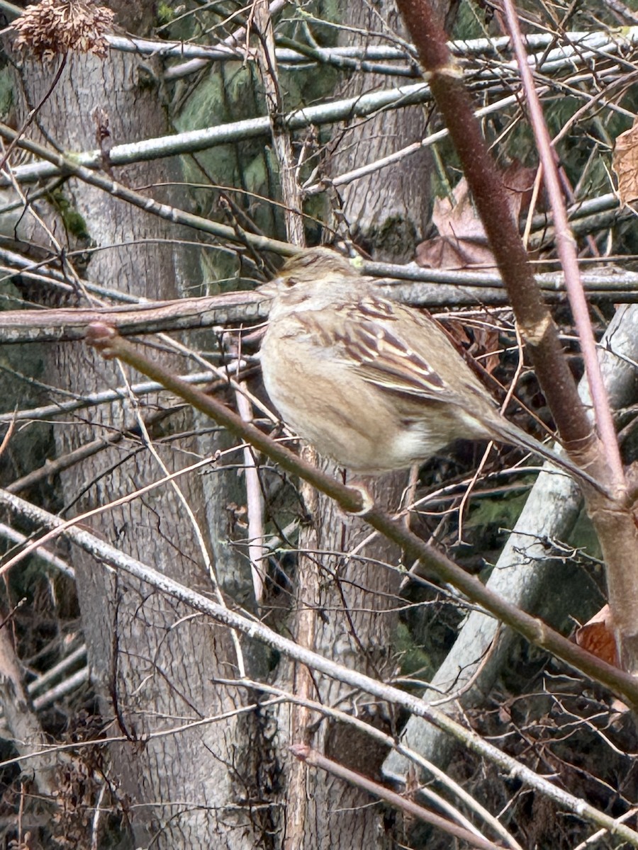 Sarı Tepeli Serçe - ML647740490