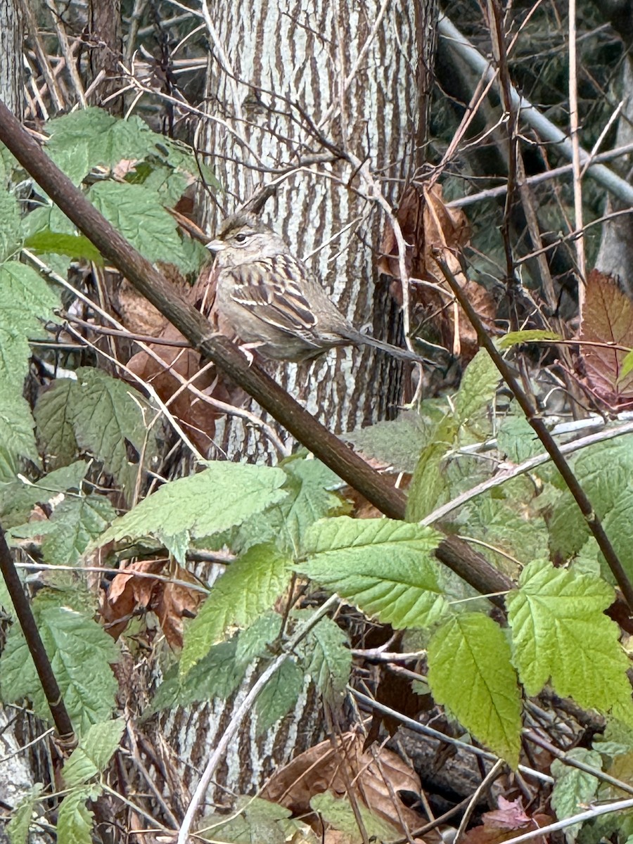 Sarı Tepeli Serçe - ML647740491