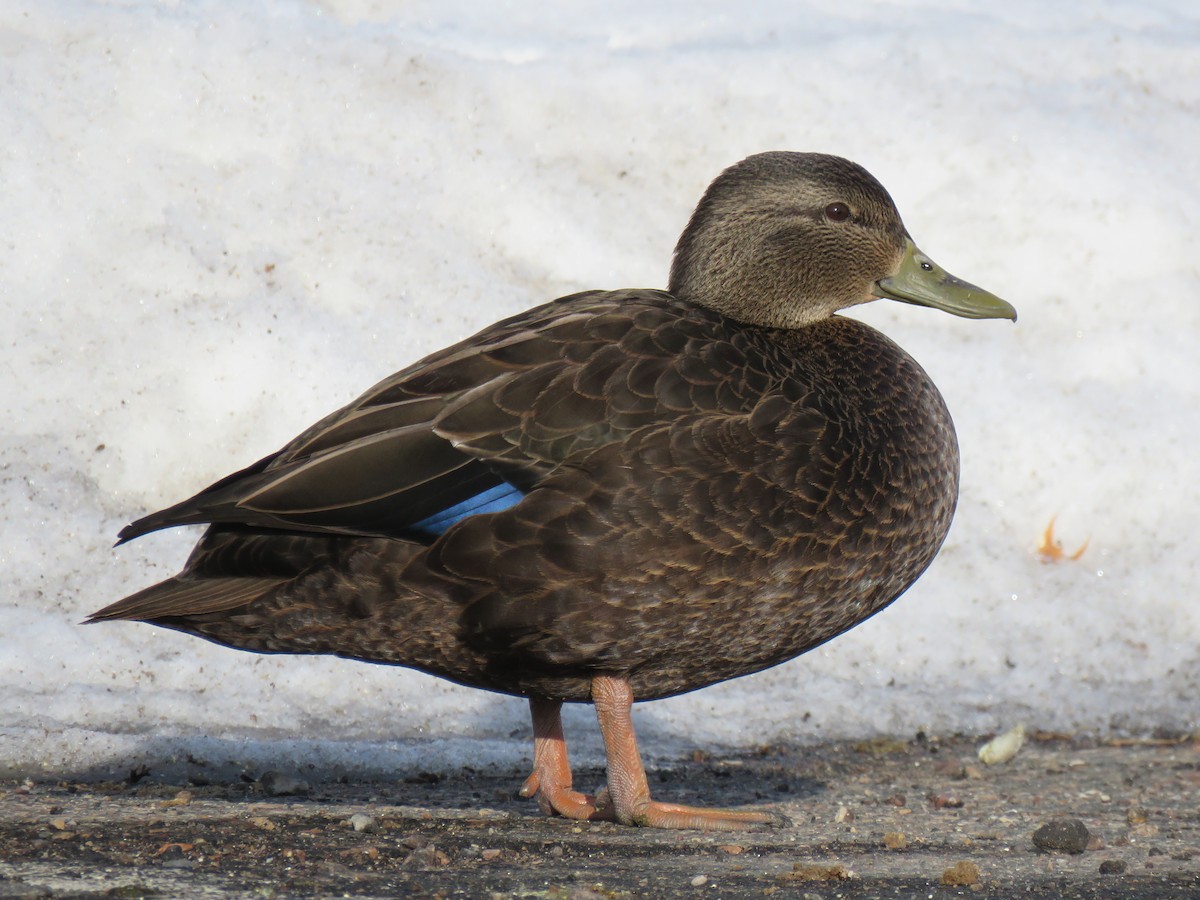 Esmer Ördek - ML647740493