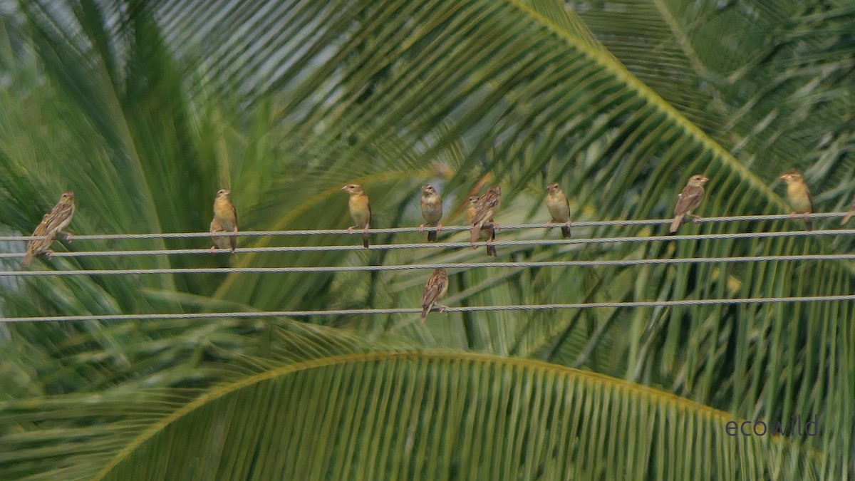 Baya Dokumacısı - ML647740494