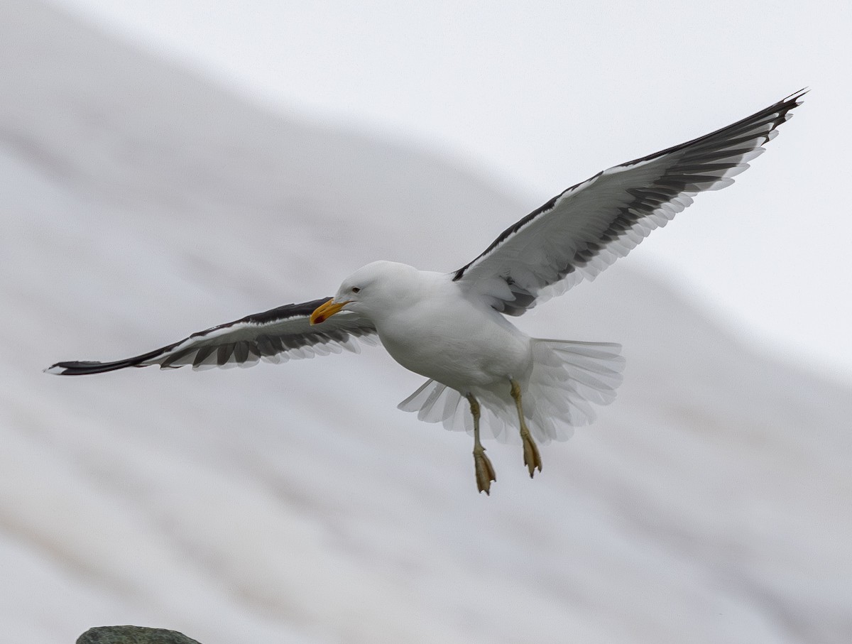 Yosun Martısı (austrinus) - ML647740495