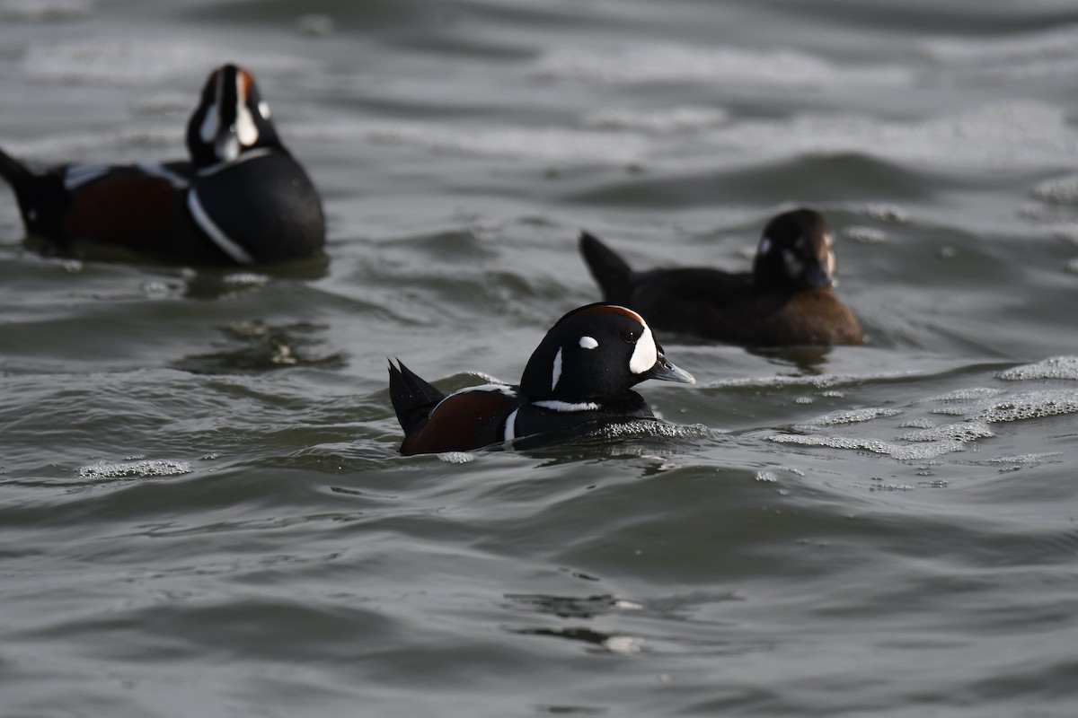 Palyaço Ördeği - ML647740508