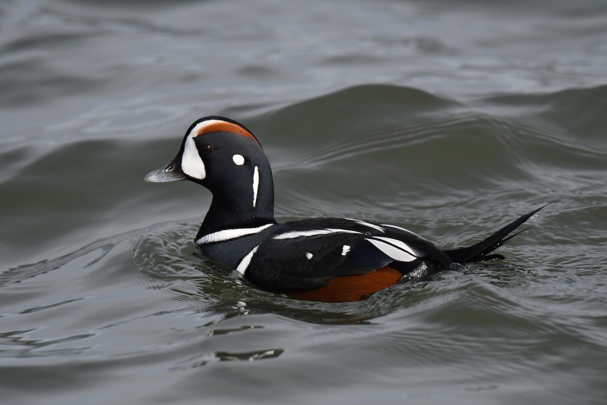 Palyaço Ördeği - ML647740510