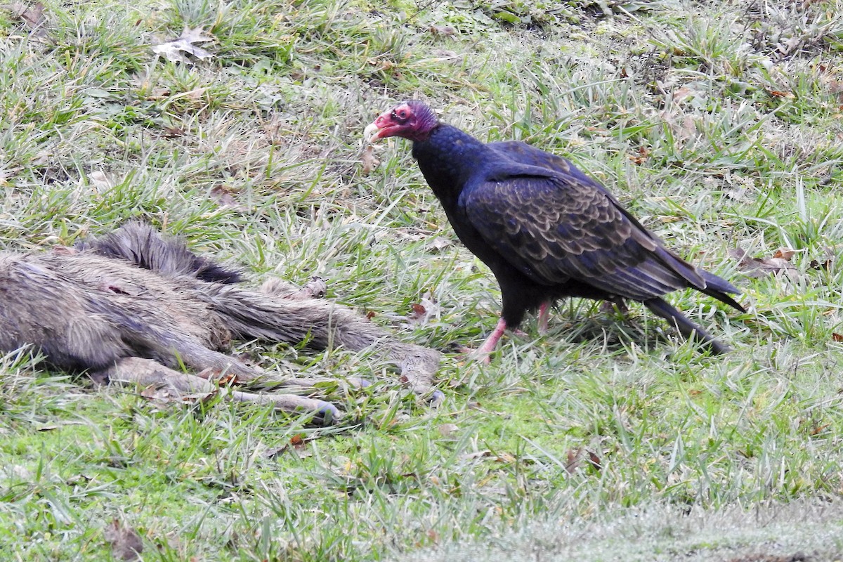 Hindi Akbabası - ML647740512