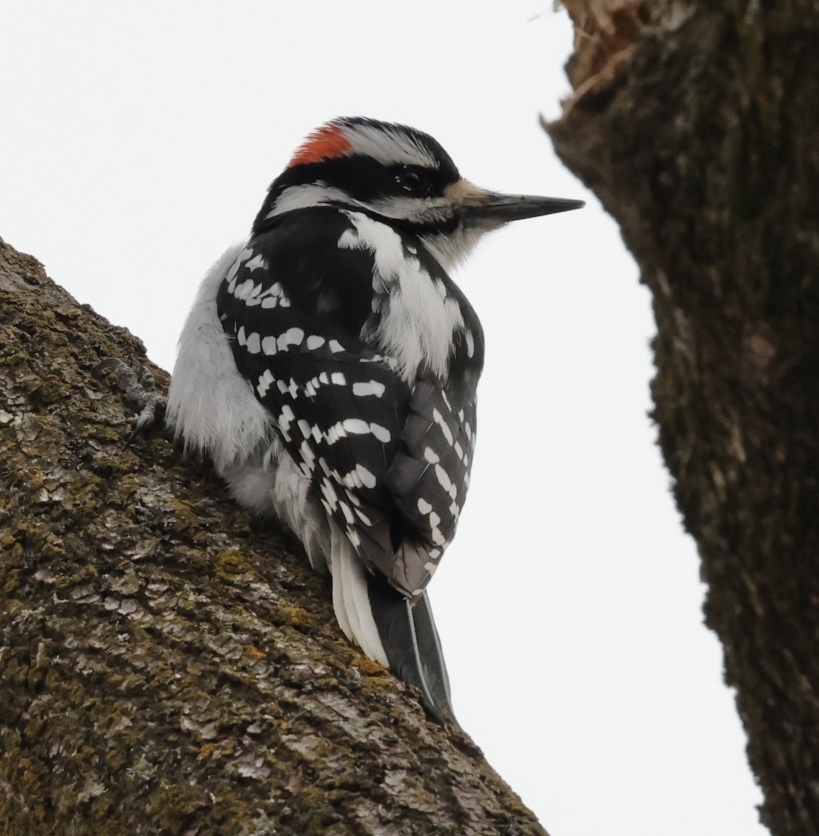 Yumuşak Tüylü Ağaçkakan - ML647740513