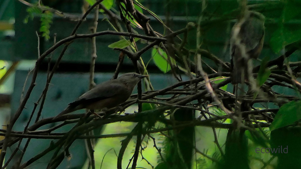 Chestnut-tailed Starling - ML647740516
