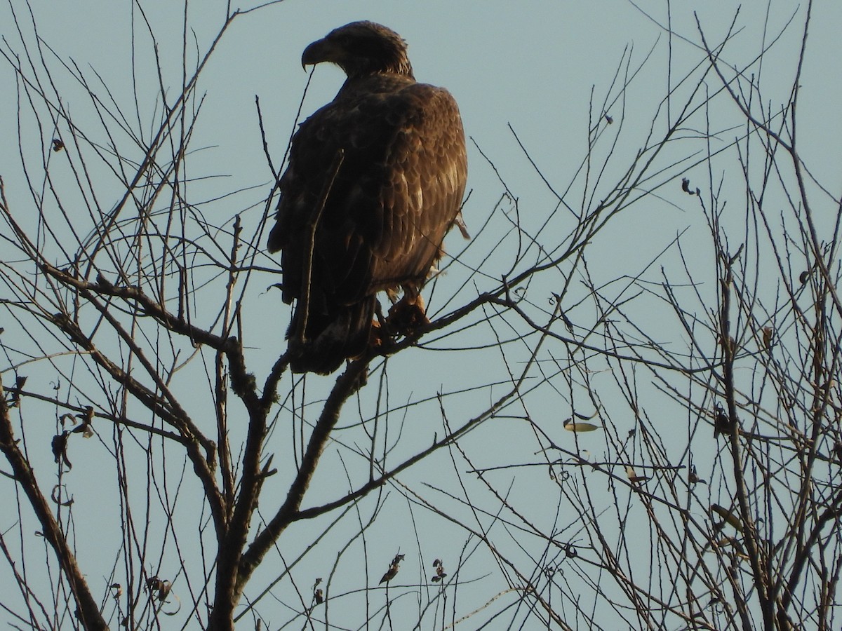 Itsas arrano buruzuria - ML647740519