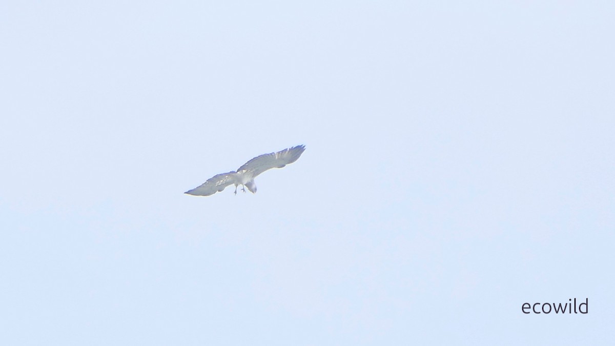 Short-toed Snake-Eagle - ML647740520