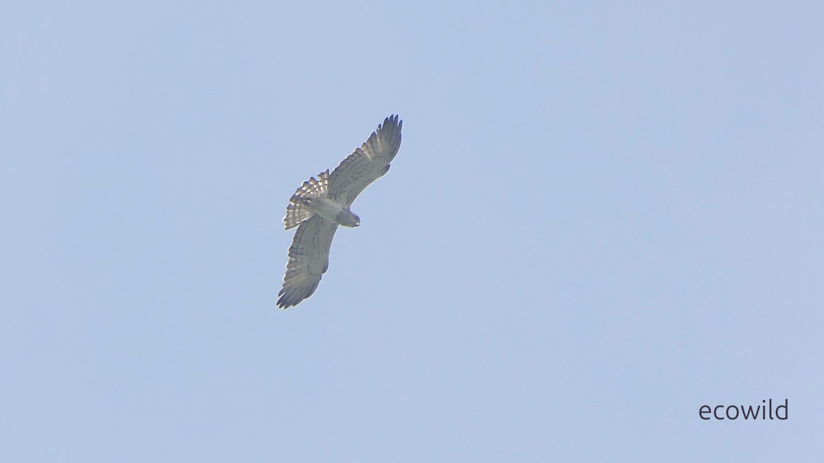 Short-toed Snake-Eagle - ML647740525