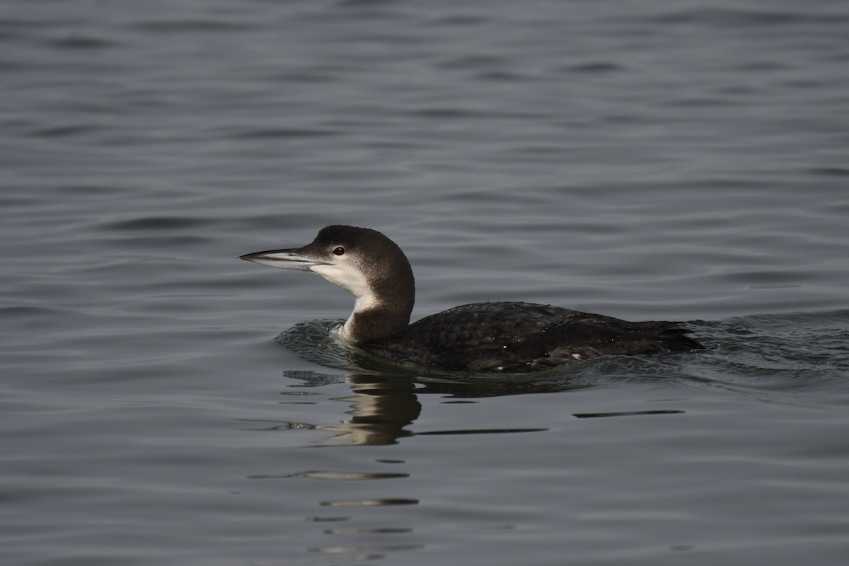Common Loon - ML647740526