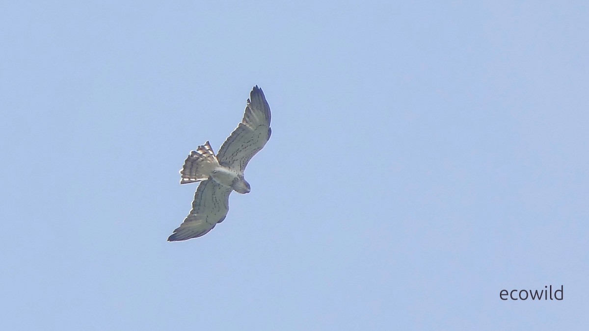 Short-toed Snake-Eagle - ML647740528