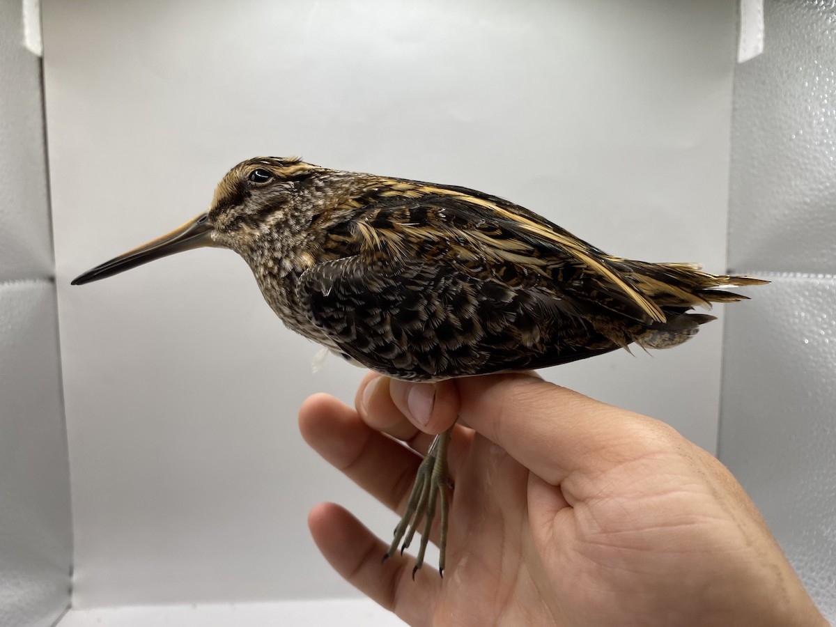 小鷸 - ML647740532