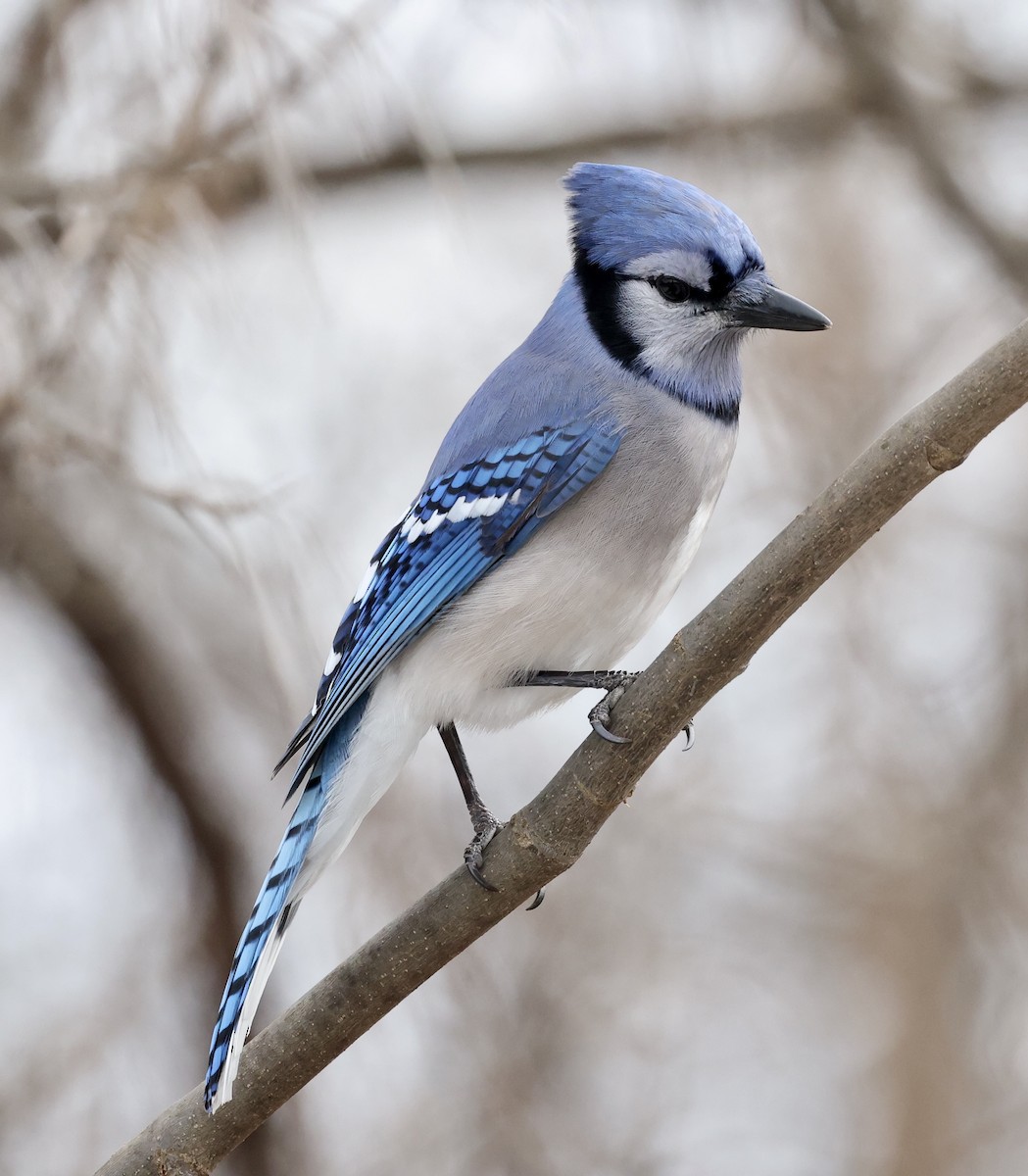 Blue Jay - ML647740536