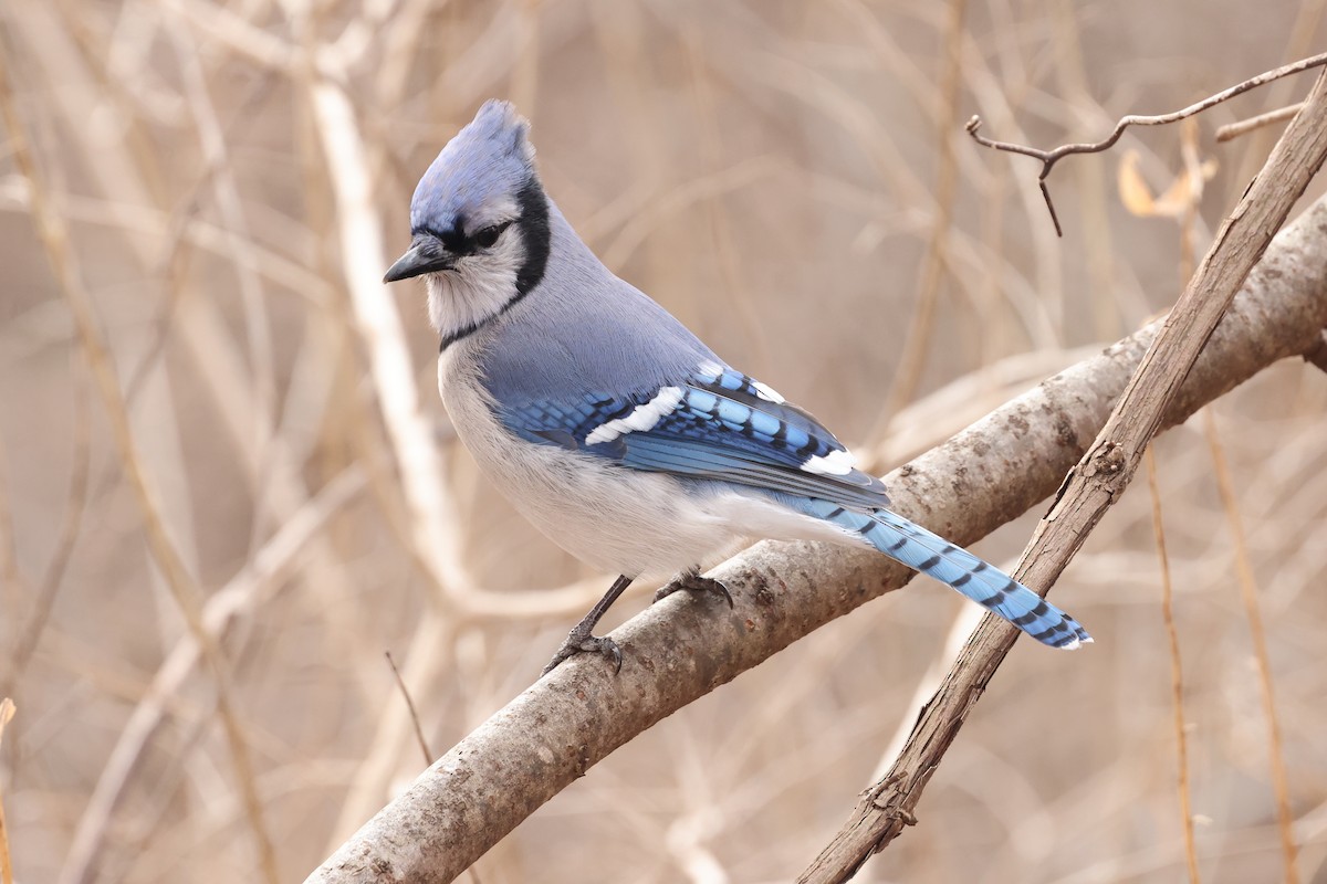 Blue Jay - ML647740537