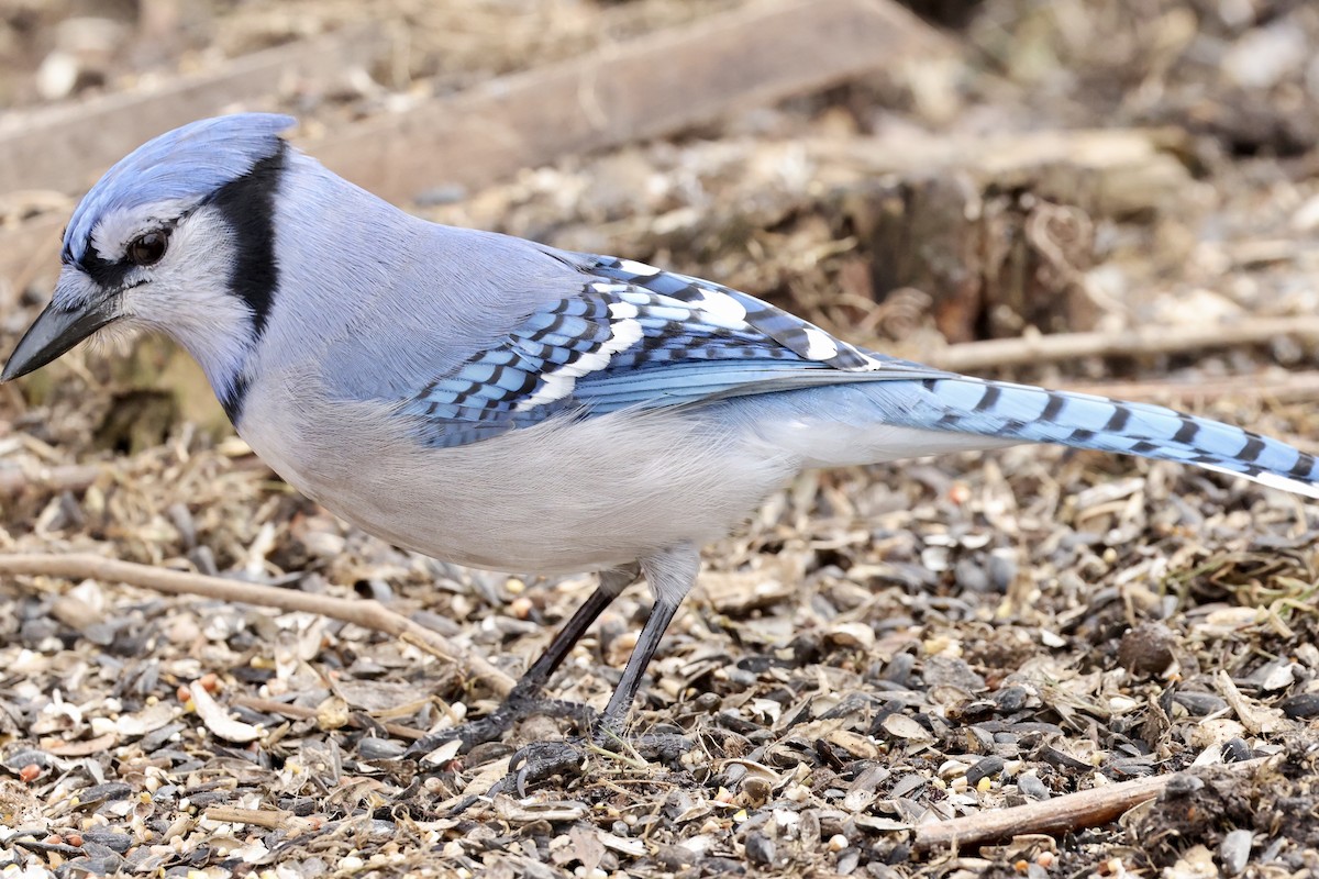 Blue Jay - ML647740538