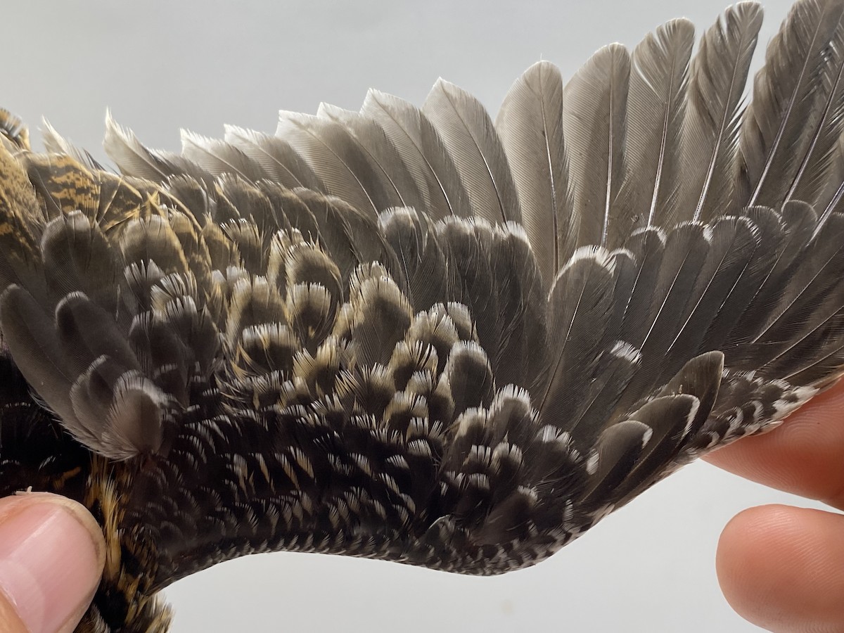 小鷸 - ML647740541