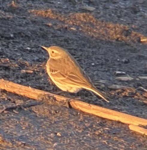 linduška tundrová - ML647740544