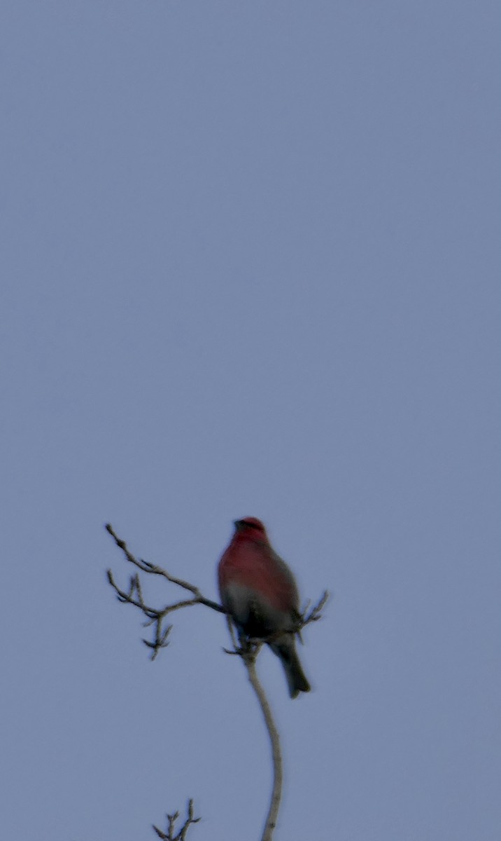 Смеречник тайговий - ML647740552