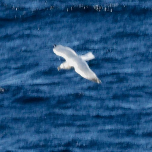 Albatros de Laysan - ML647740557