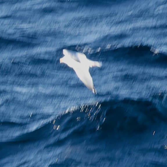 Albatros de Laysan - ML647740558