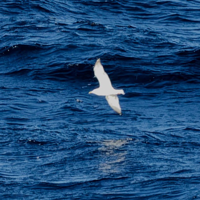 Albatros de Laysan - ML647740559