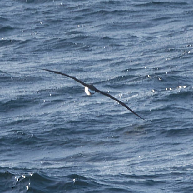 Albatros de Laysan - ML647740560