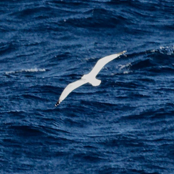 Albatros de Laysan - ML647740561