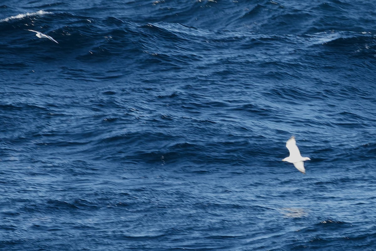 Albatros de Laysan - ML647740562