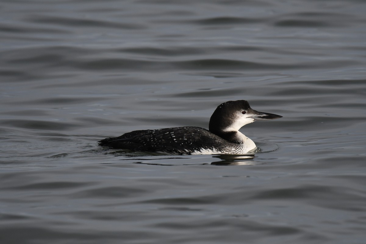 Common Loon - ML647740567
