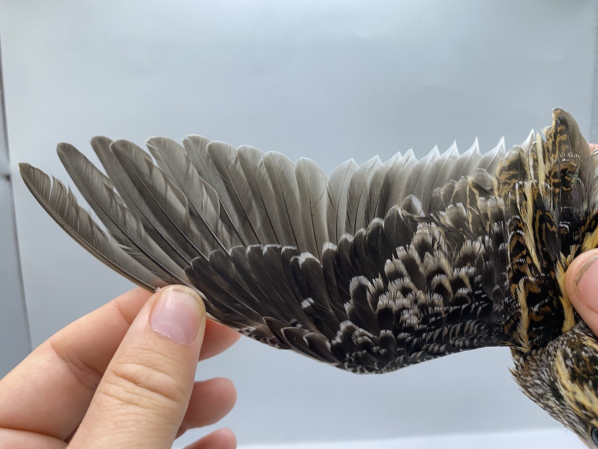 小鷸 - ML647740572