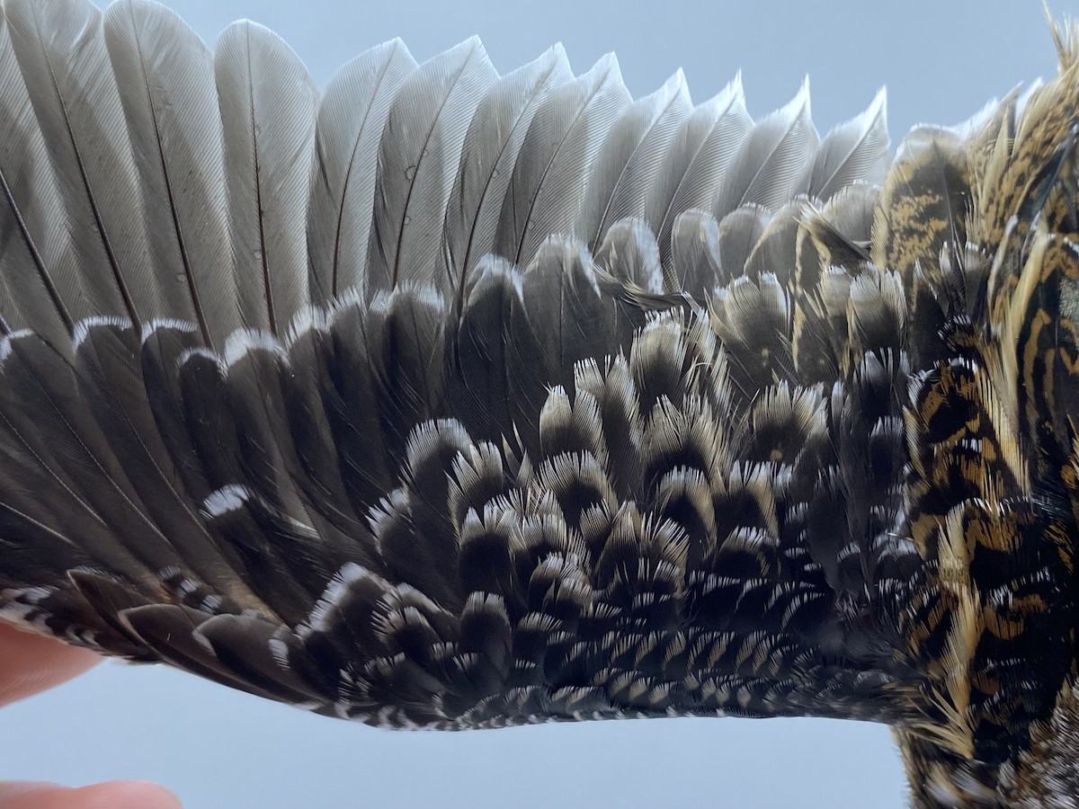 小鷸 - ML647740573