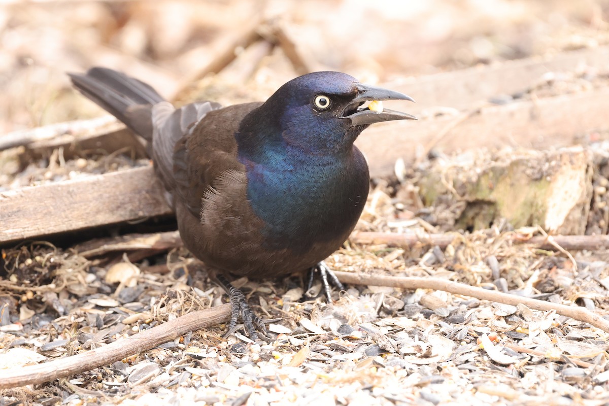 Common Grackle - ML647740576