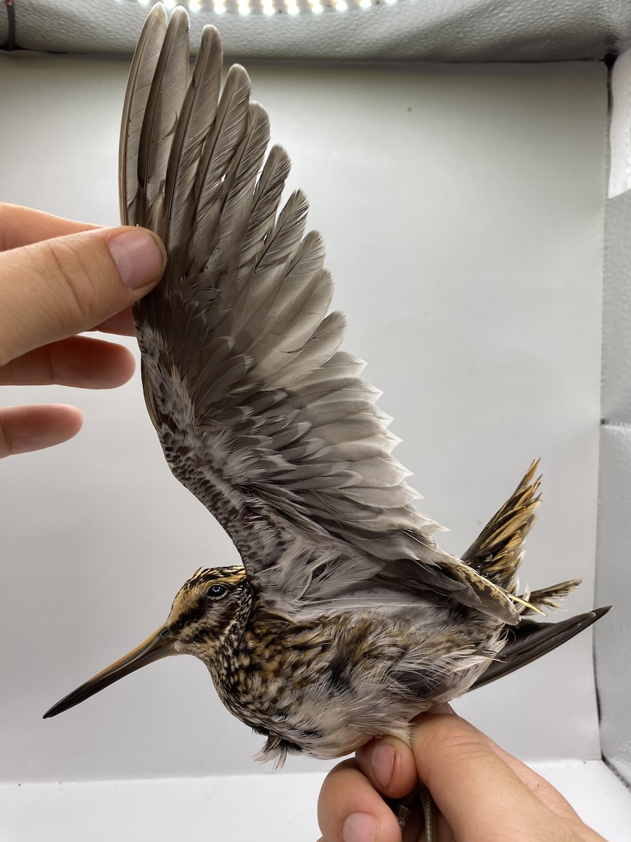 小鷸 - ML647740583