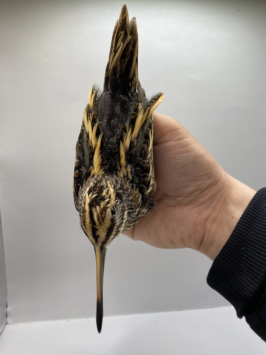 小鷸 - ML647740594