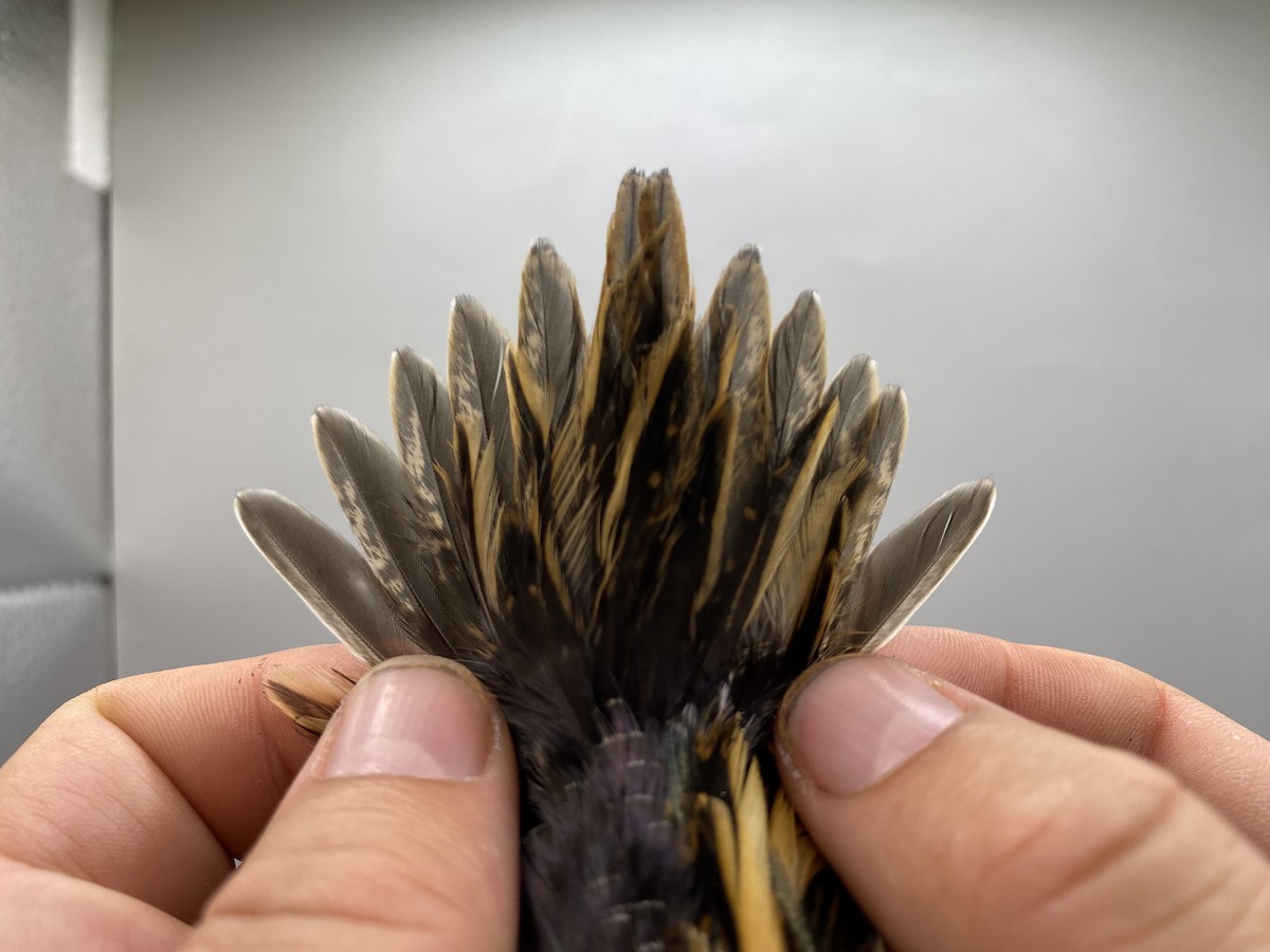 小鷸 - ML647740595