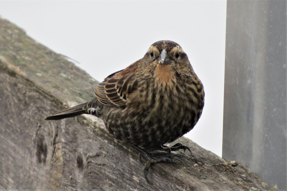 Red-winged Blackbird - ML647740599