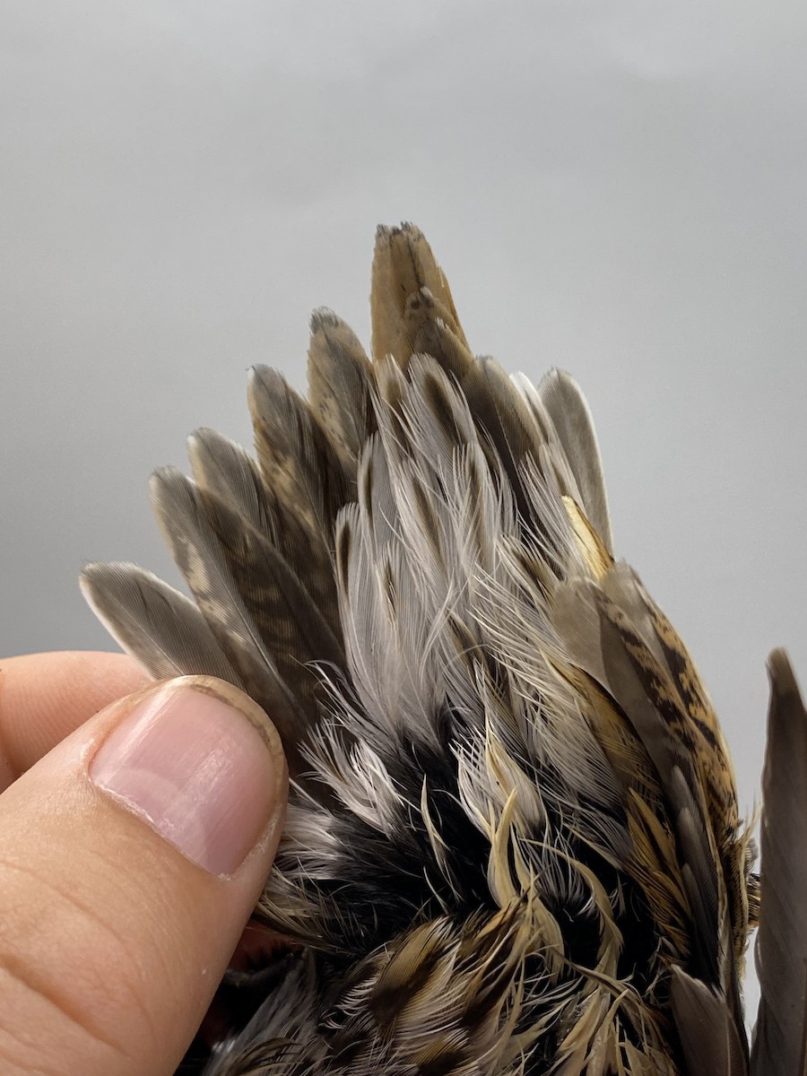 小鷸 - ML647740600