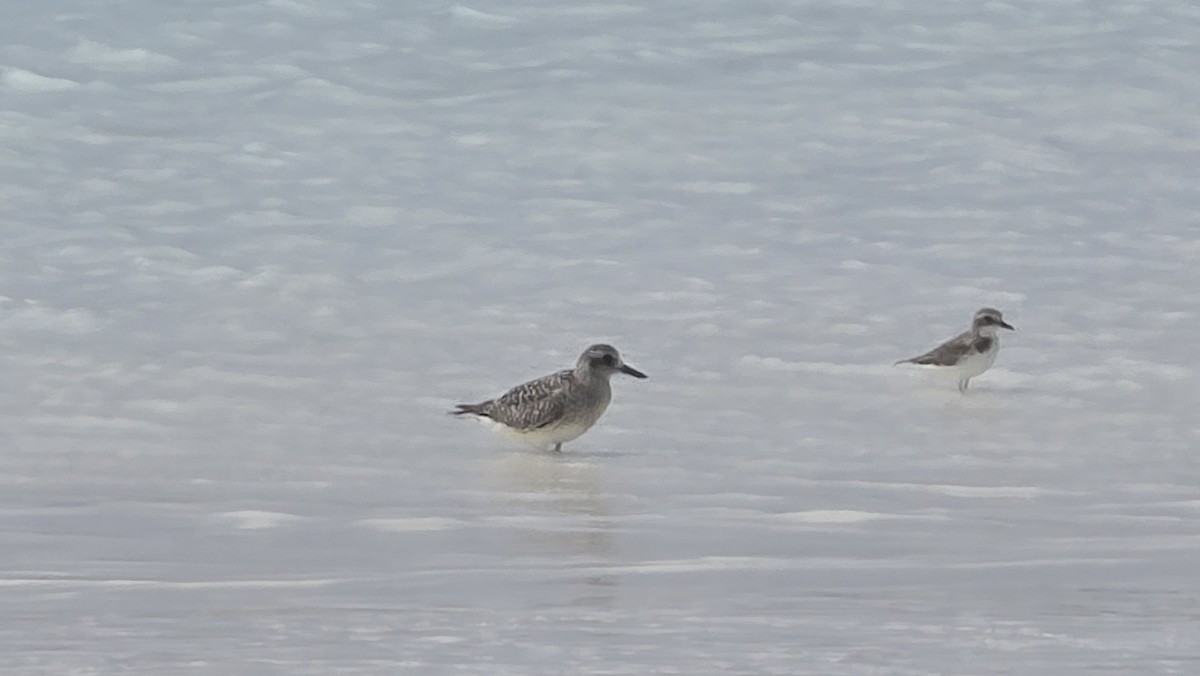 ダイゼン - ML647740639