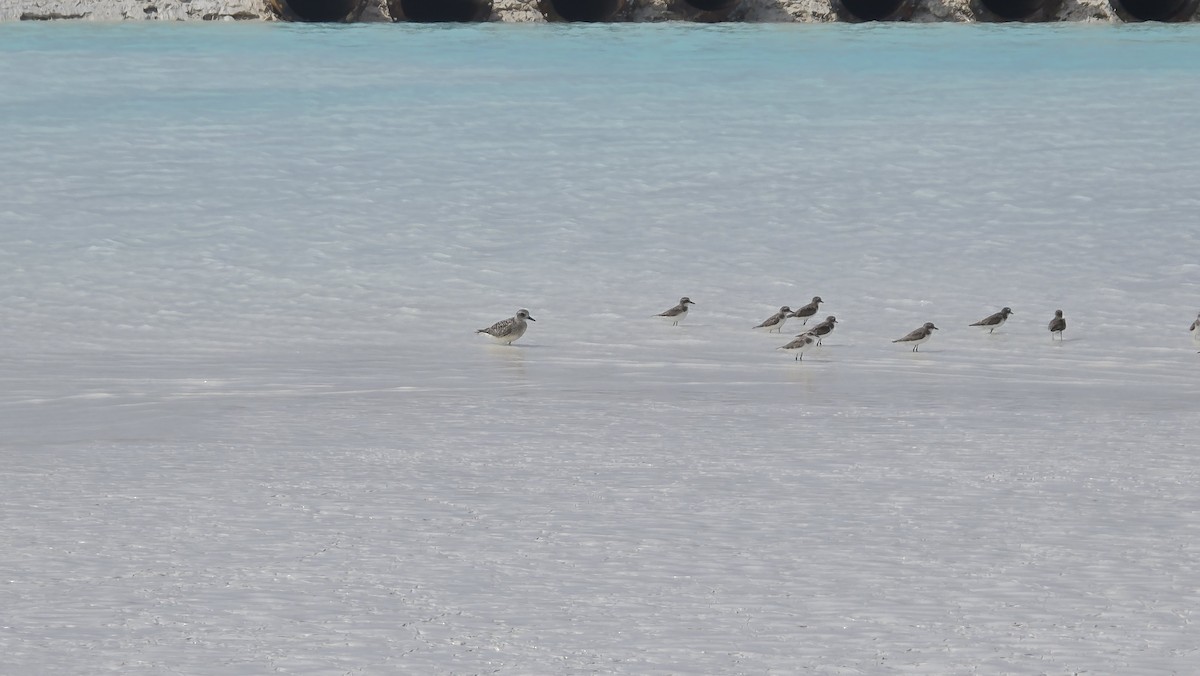 ダイゼン - ML647740640