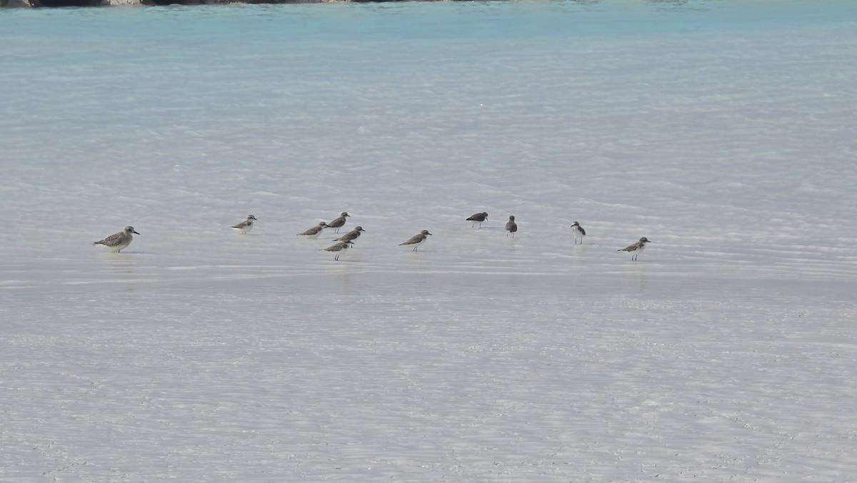 ダイゼン - ML647740641