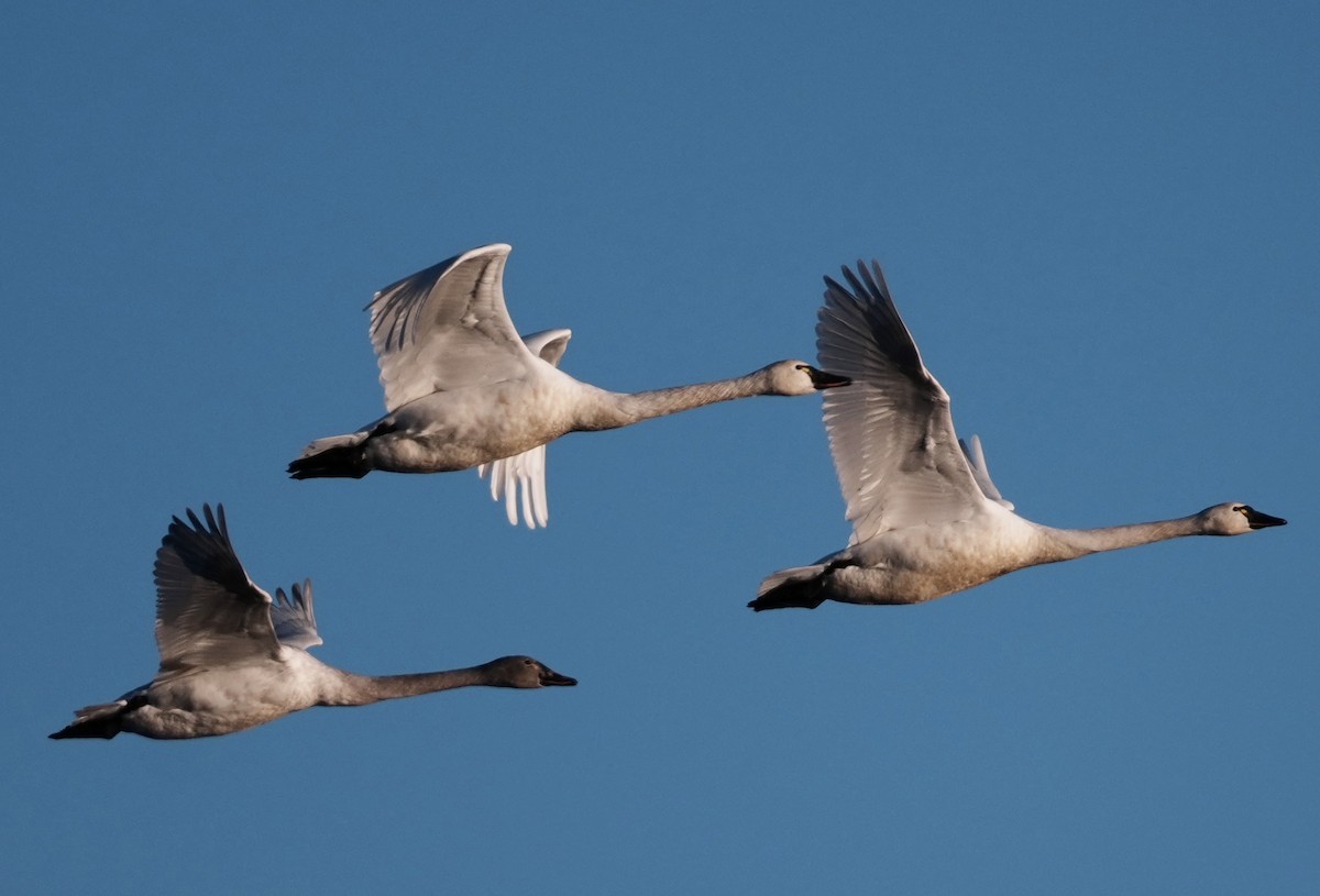 labuť malá - ML647740645