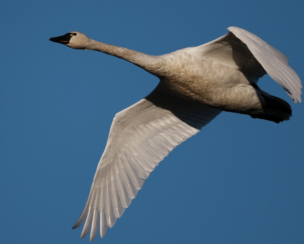 labuť malá - ML647740646