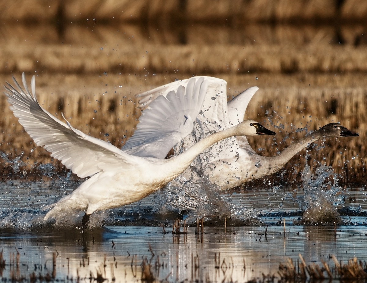 labuť malá - ML647740647