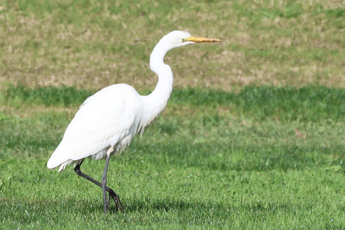 volavka bílá - ML647740685