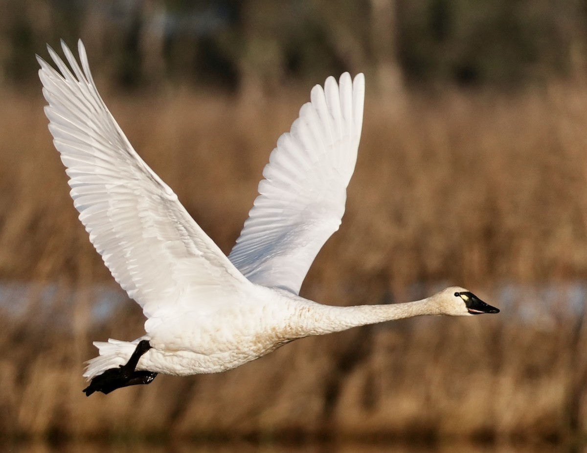 labuť malá - ML647740688