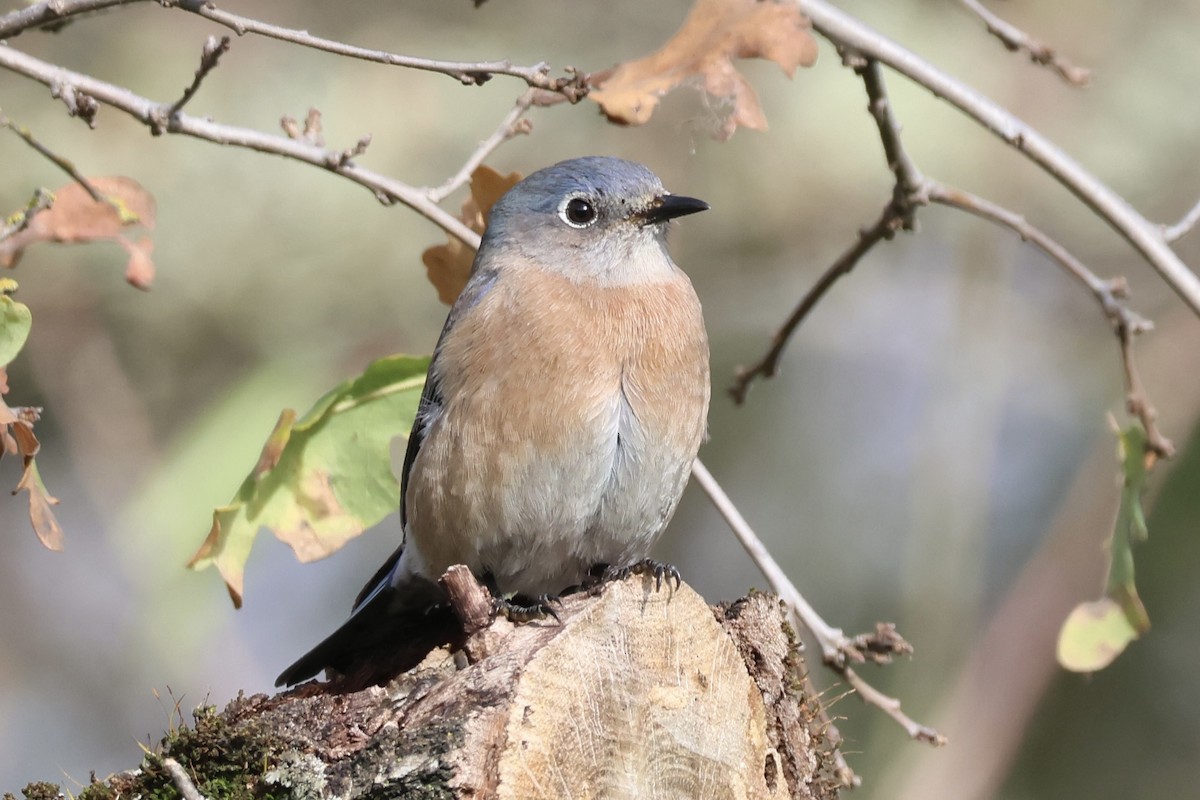 Western Bluebird - ML647740700