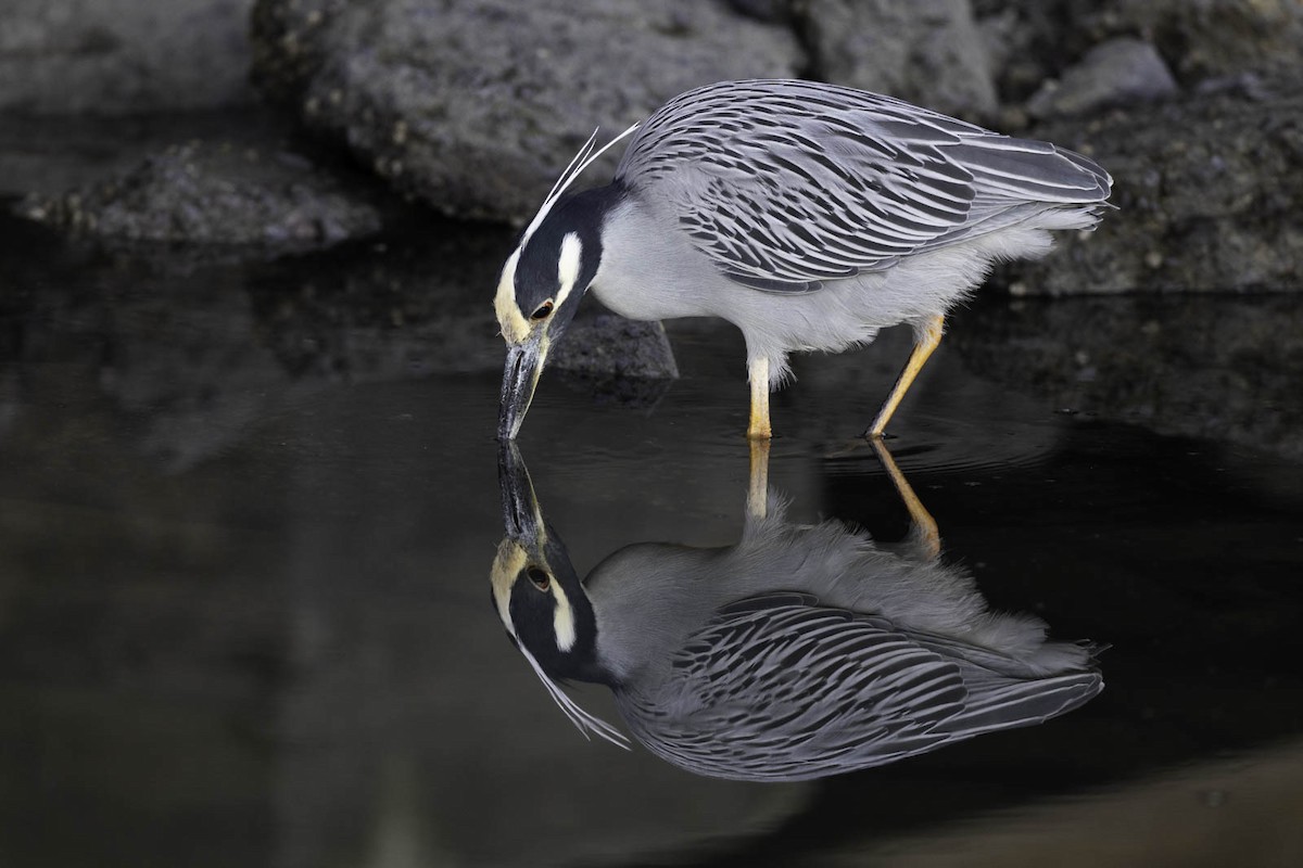 kvakoš žlutočelý - ML647740707