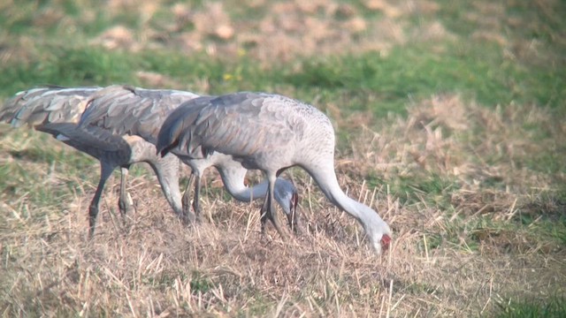 Sandhill Crane - ML647740721