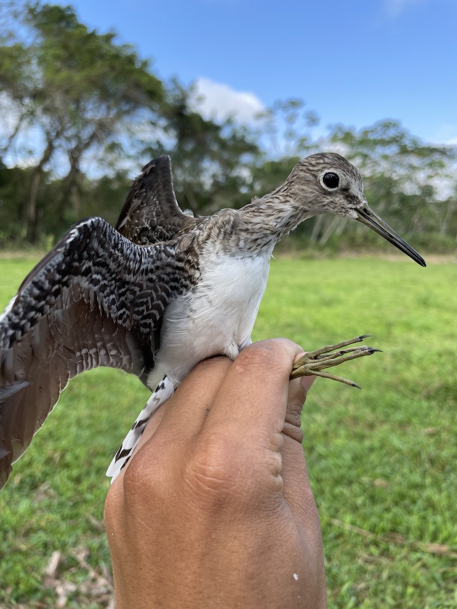 Solitary Sandpiper - ML647740724